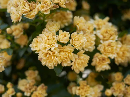Rosier de banks 'Lutea'