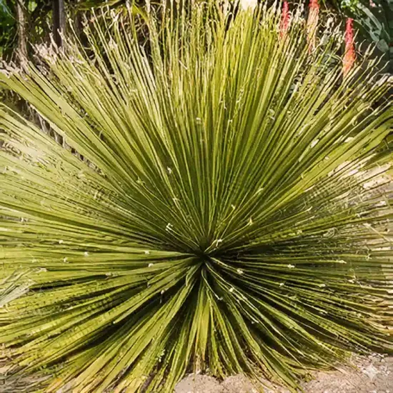 Dasylirion  duranguense