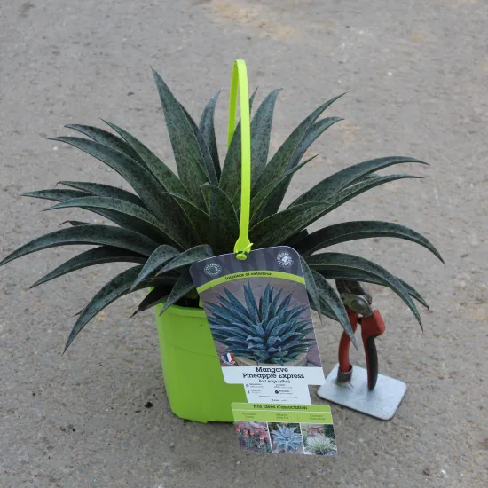 Mangave 'Pineapple express'