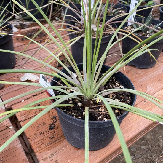 Agave à feuilles fines 'Blue'