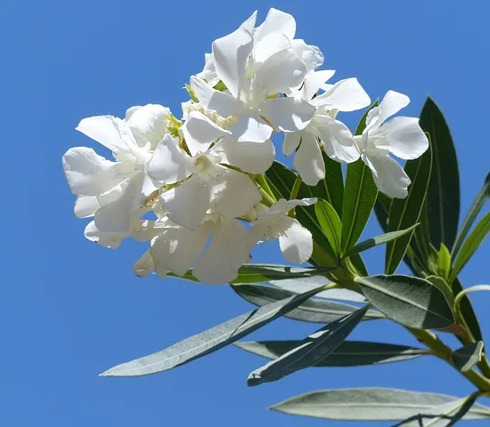 Laurier rose (blanc)