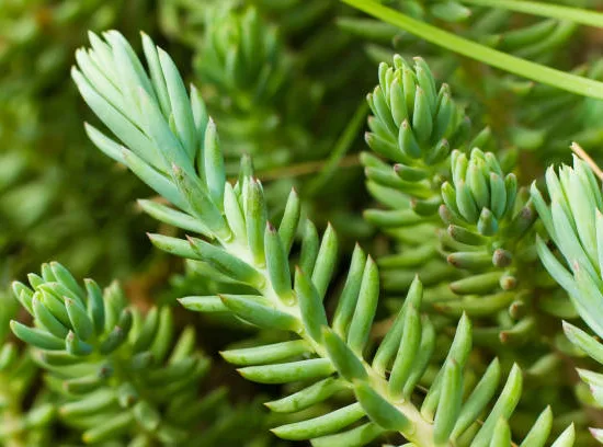 Orpin/sedum 'rupestre'