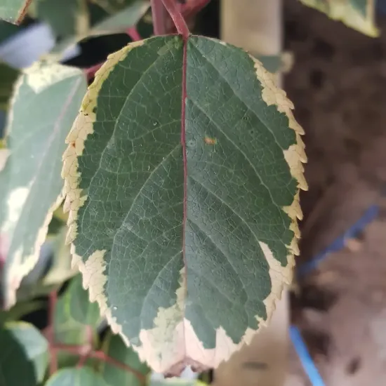 Baie de maqui 'Variegata'