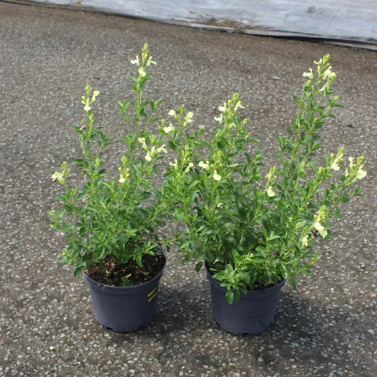 Sauge officinale 'Lemon and lime'