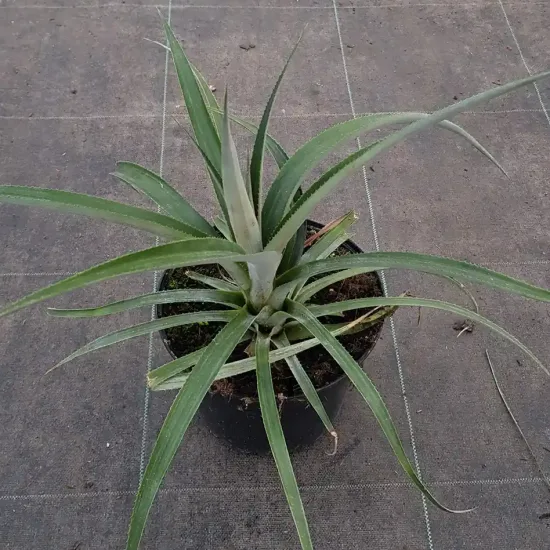 Ananas victoria rustique 'Victoria'