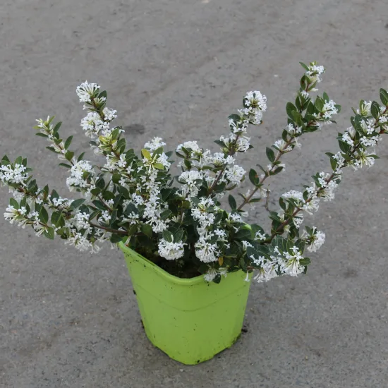 Osmanthe 'Heaven scent'