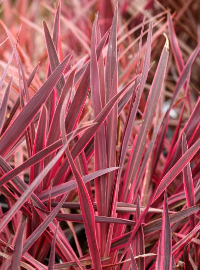 Cordyline australis 'elecrtic pink'