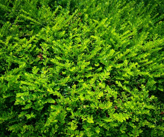 Chèvrefeuille arbustif 'maigrün'