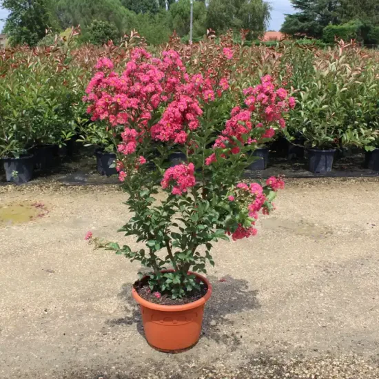 Lilas des indes 'Yang tse'