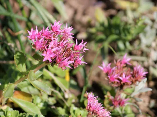 Orpin/sedum bâtard 'variegatum'