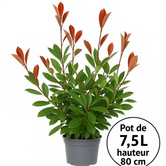 Photinia Fraseri Carré Rouge