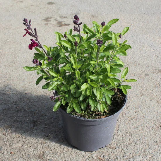 Sauge de graham 'Reve rouge'