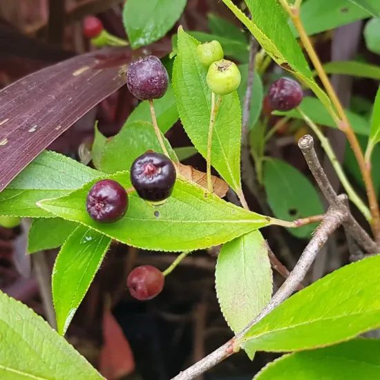 Aronie à gros fruit 'Hugin'