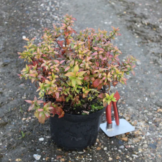 Spirée à floraison rouge 'Goldflame'