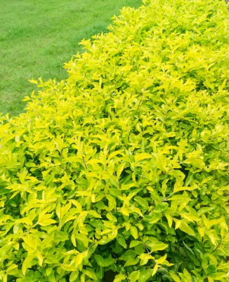 Troène de chine 'Lemon and lime'