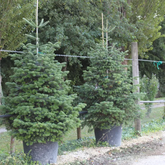 Sapin du caucase