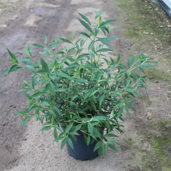 Arbre aux papillons 'Nanho blue bleu azur'