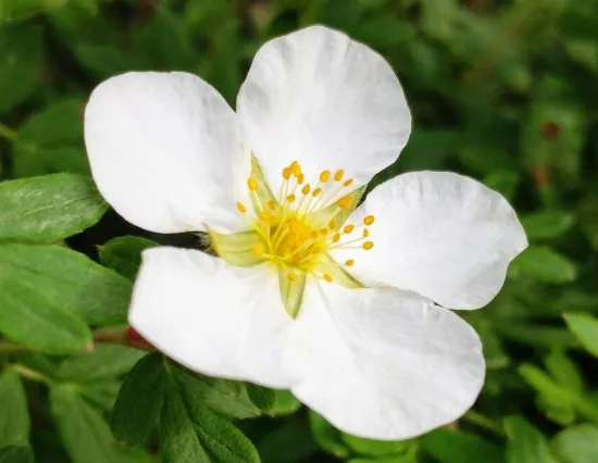 Potentille 'Abbotswood'