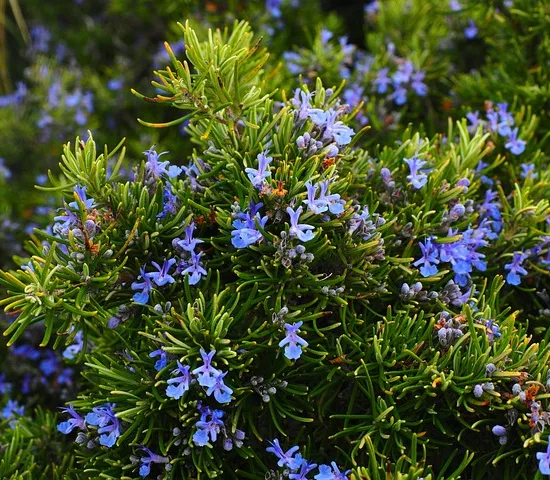 Rosmarinus officinalis