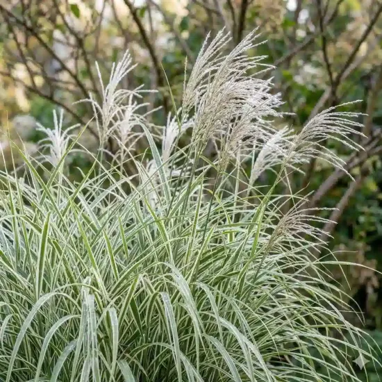 Miscanthus 'Variegatus'