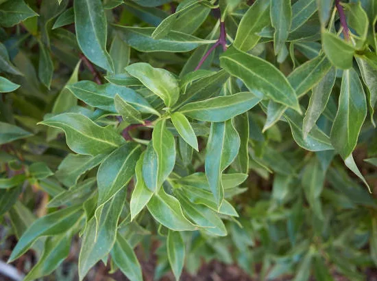 Myoporum 'pictum' ou 'pacificum'
