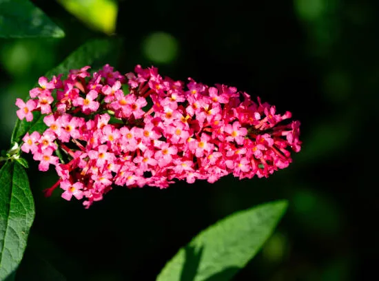 Buddleia 'Candy'