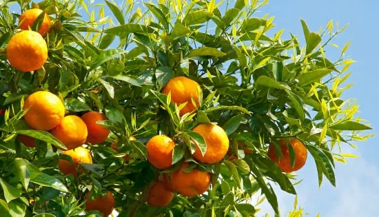 Mandarinier