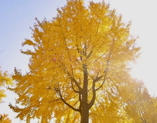 Arbre aux quarante écus 'Fastigiata gold flame'