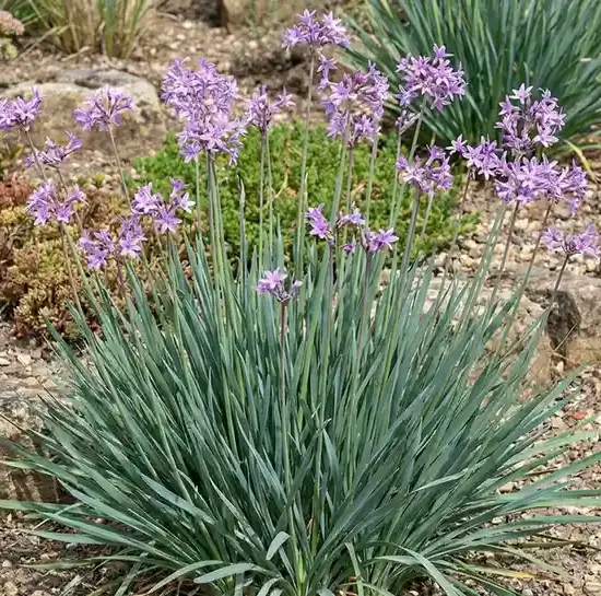 Tulbaghie 'Green blue'