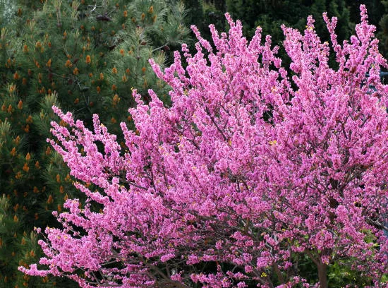 Gainier du canada 'Lavender twist'