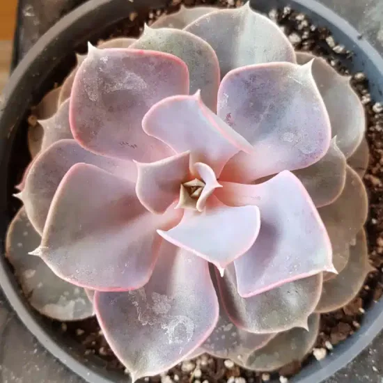Echeveria 'Perle von nürnberg'