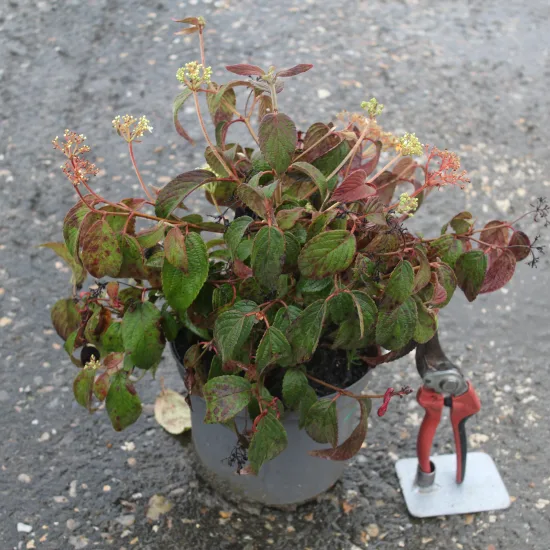 Viorne de chine 'Watanabe'