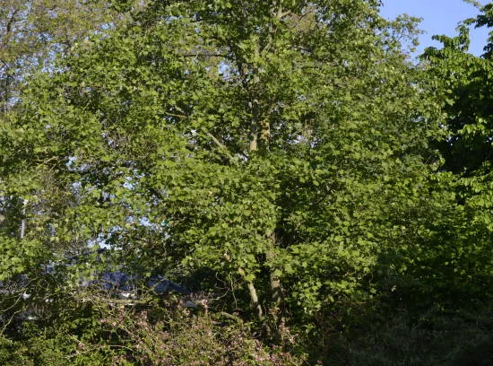 Aulne de corse