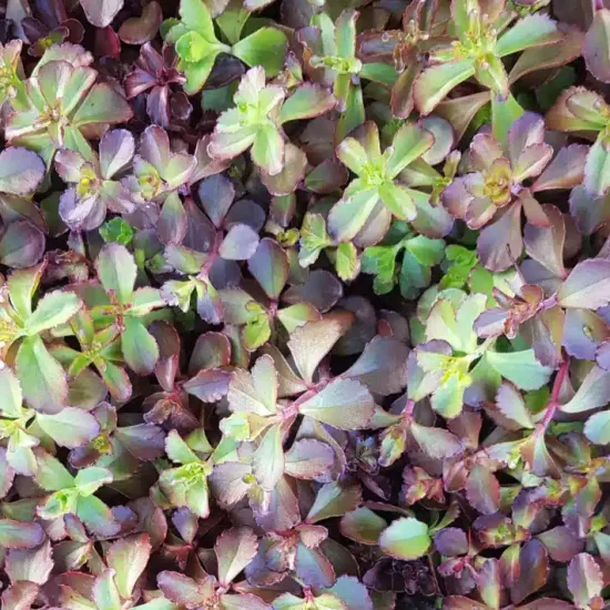 Orpin/sedum bâtard
