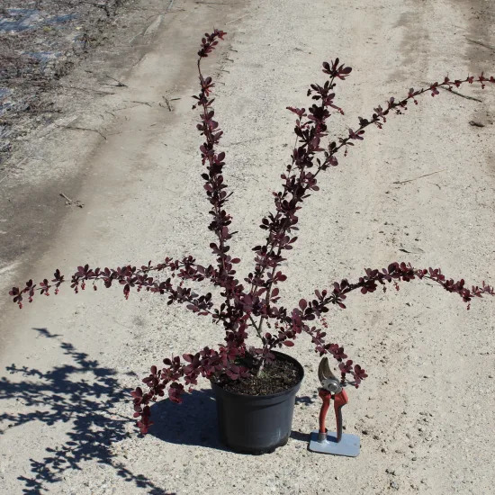 Épine-vinette 'Auricoma'