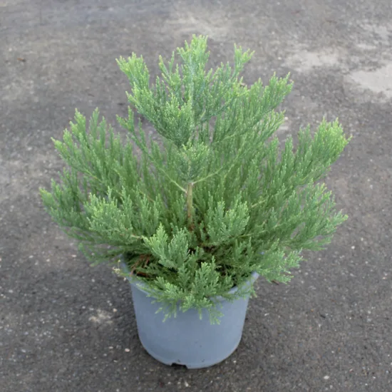 Sequoia géant