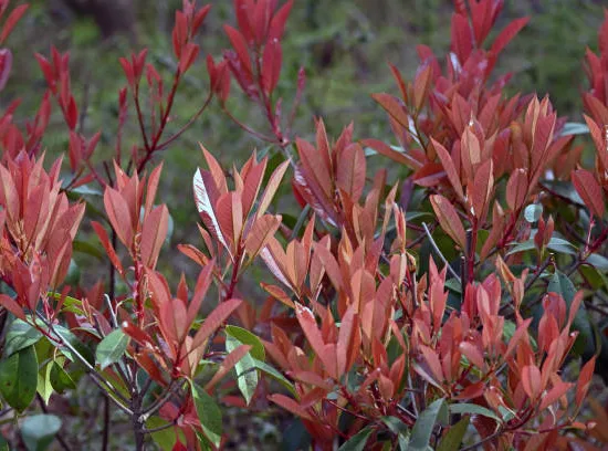 Photinia 'Red robin'