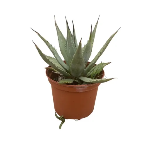 Agave Américaine