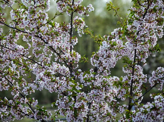 Cerisier à fleurs 'Kojou no mai'