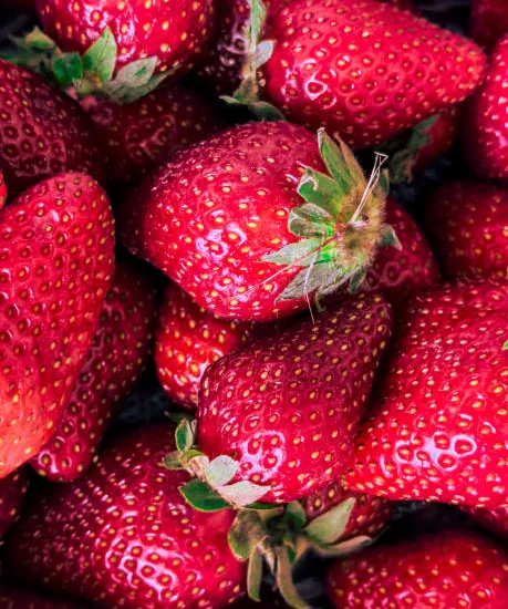 Fraisier 'Genereuse des combrailles'