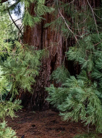 Sequoia géant