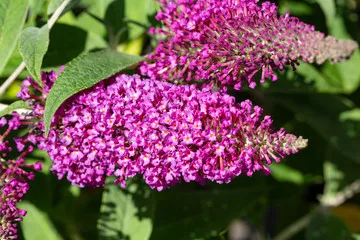 Arbre aux papillons violet
