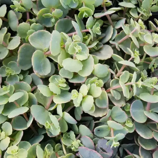 Sedum