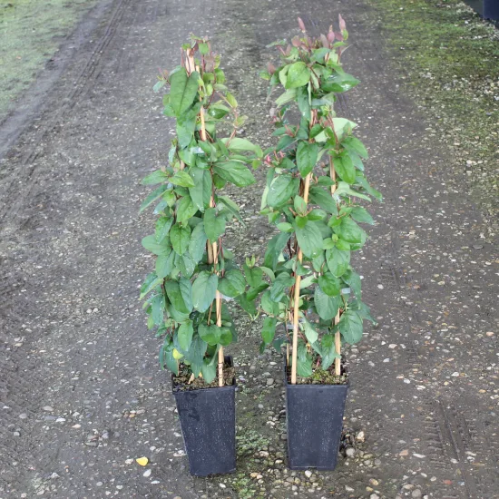 Chèvrefeuille du japon 'Chinensis'