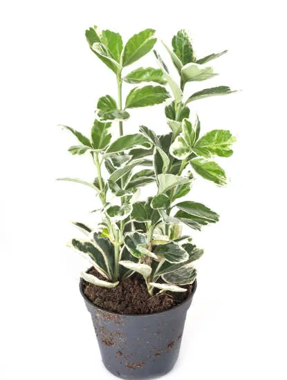 Fusain du japon 'Argenteomarginatus'