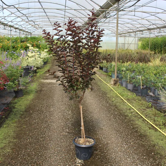 Lilas des indes 'Twilight magic'