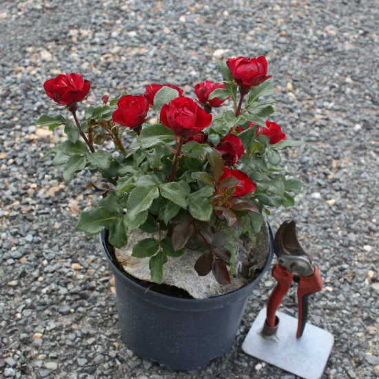 Rosier 'Zepeti'