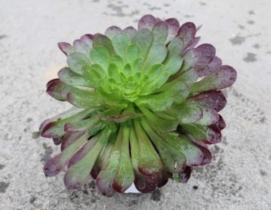 Semponium 'Sienna'