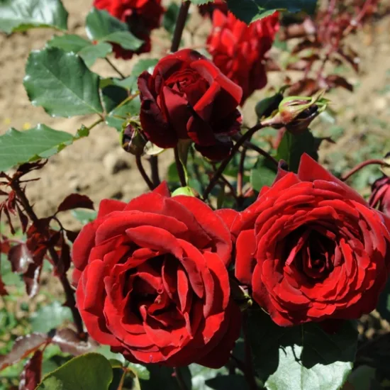 Rosier 'Salammbo'