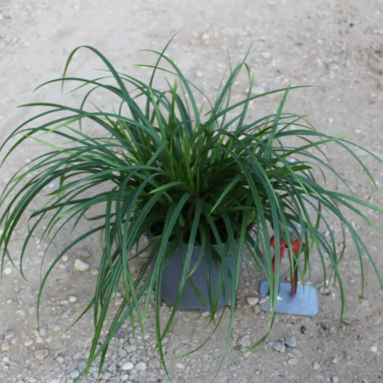 Laîche d'oshima 'Irish green'